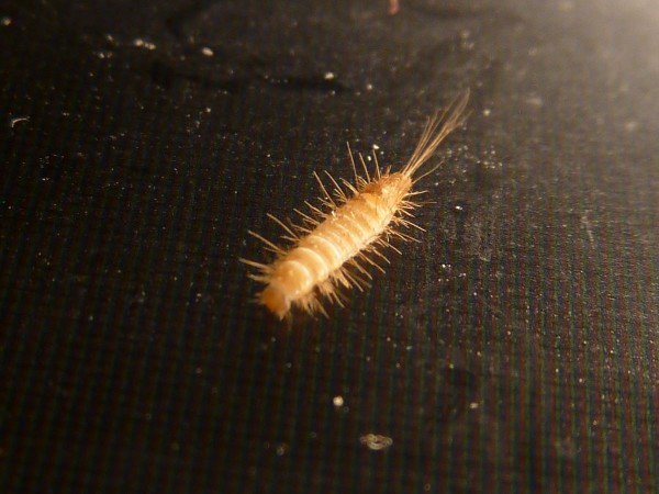 Trogoderma angustum larva